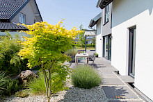 Garten in Paderborn mit Schrittplatten in einem Kiesbeet, das mit einem mehrstämmigen Ahorn un diversen Stauden bepflanzt ist.