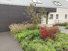 Moderner Vorgarten mit Gräserpflanzung, Stauden, Gehölzen und klarer Einfassung aus Aluminium in Bad Driburg.