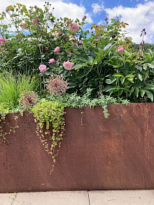 Individuell gefertigtes Hochbeet aus Cortenstahl mit flächendeckender Stauden- und Gräserbepflanzung sowie Rosen in einem Garten in Borchen.