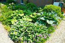 Bauerngarten in Lichtenau mit Kiesweg aus Lippekies und Bepflanzung au diversen Stauden wie beispielweise Hosta und Astilben.
