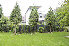 Privatgarten in Paderborn mit drei Lebensbäumen als Hochstämme mit Unterpflanzung vor einer Thujahecke in einer großzügigen Rasenfläche.