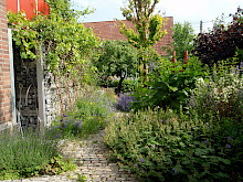 Naturnaher Garten in Lichtenau mit vielfältiger Staudenbepflnzung und Weinreben.