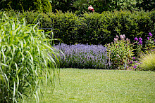Rasenfläche mit lila Stauden, Gräsern und Eibenhecke in einem Garten in Salzkotten.