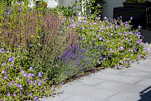 Garten in Paderborn mit einer Terrasse aus Granitplatten und angrenzendem Staudenbeet in lila Farbtönen.