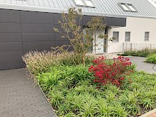 Vorgarten eines Einfamilienhauses in Bad Driburg mit gepflasterter Einfahrt und angrenzedem Beet, beplanzt mit mehrstämmigen Solitärbaum sowie Gräsern und Stauden.