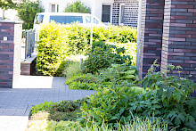 Vorgarten in Salzkotten mit Staudenbepflanzung und Eibenhecke im Hintergrund.