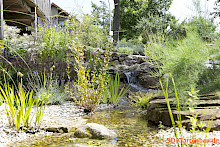 Naturnaher Garten in Borchen mit Bachlauf und Quellestein sowie Bepflanzung mit diversen Wasserpflanzen.