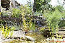 Natürlich gestalteter Bachlauf mit Quellbereich und Wasserpflanzen in einem Garten in Borchen.