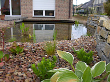 Teich mit angrenzender Trockenmauer und Wasserpflanzen in einem Garten in Salzkotten.