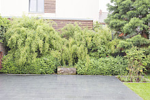 Terrasse in Paderborn mit Granitplatten belegt und großen Bambuspflanzen im Hintergrund.
