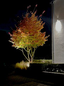 Detail eines Vorgarten in Borchen mit einem angestrahlten Solitärbaum in Schirmform.