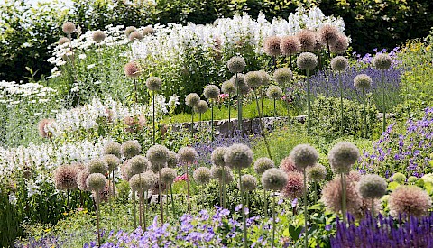 Staudenpflanzung mit Zierlauch (Allium) und Trockenmauer in einem Vorgarten in Bad-Driburg.