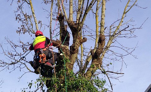 Gärtner mit Seilen in Baumkrone beim schneiden des Baumes.